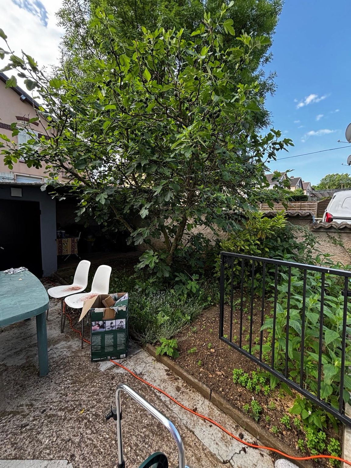 Jardin avant plantation de pelouse, figuier en place